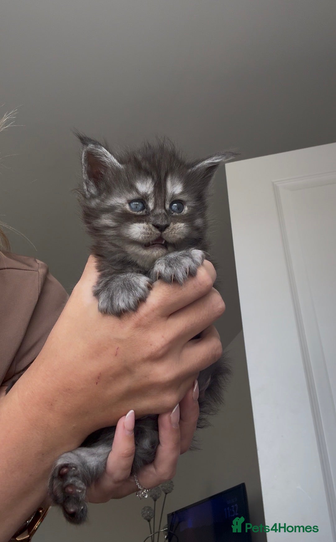 Maine Coon cats Active breeding champion maincoon  - Advert 1