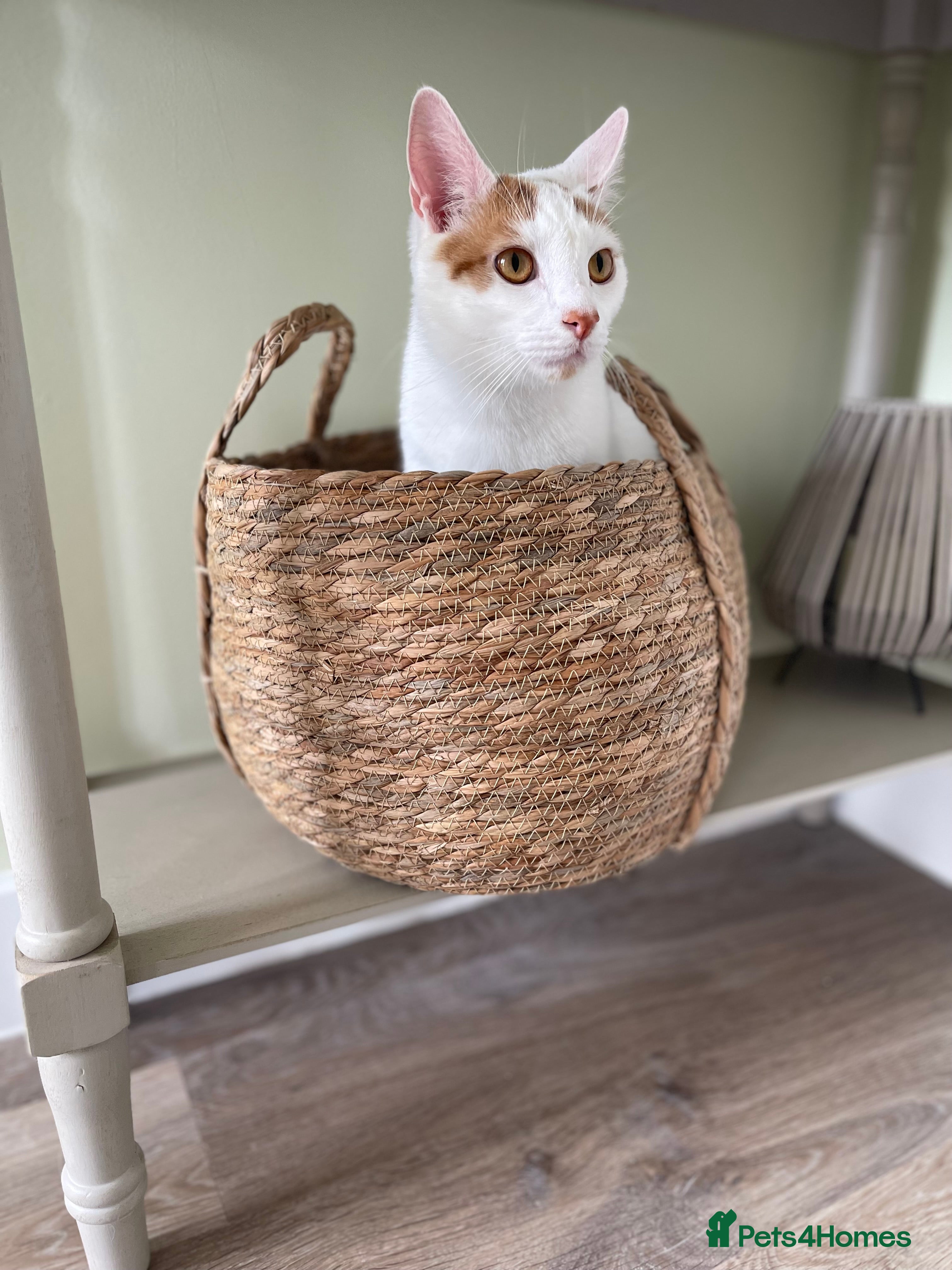 Persian cats Ragdoll / Persian Mix (4yrs) - Advert 14