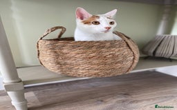 Persian cats for sale: Ragdoll / Persian Mix (4yrs) - Image 1