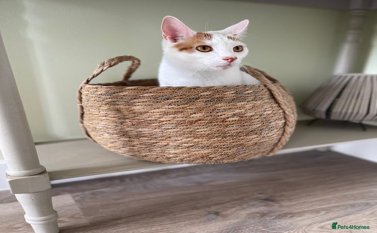 Persian cats - Advert 1