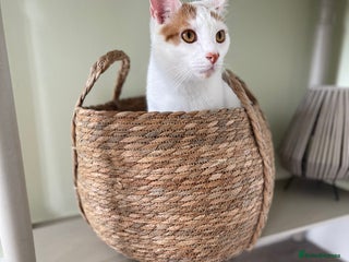 Persian cats - Advert 1