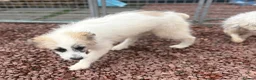 Mixed Breed dogs for adoption: Lulu The Little Survivor with the Big Personality - Advert 5