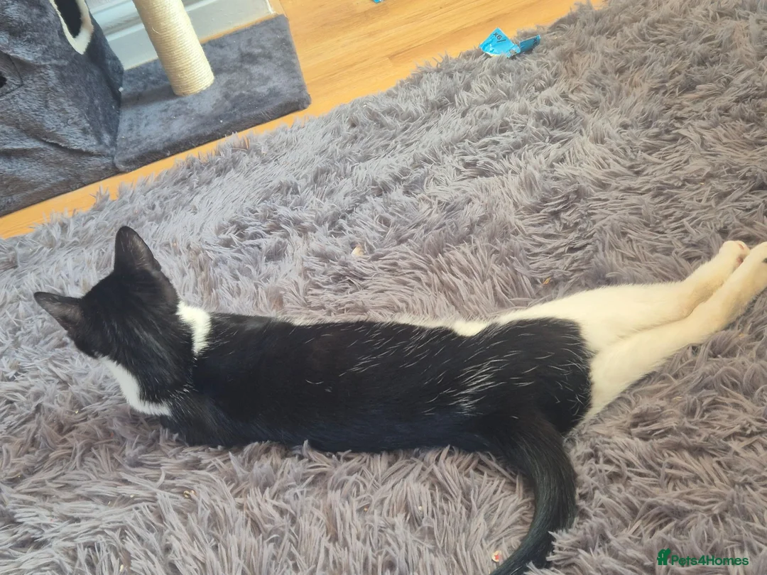 Mixed Breed cats for sale: Naz ❤️  - Advert 1