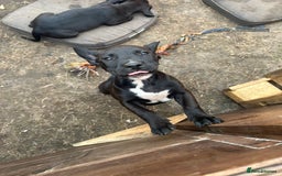 Mixed Breed dogs for sale: Stunning litter of puppies - Image 9