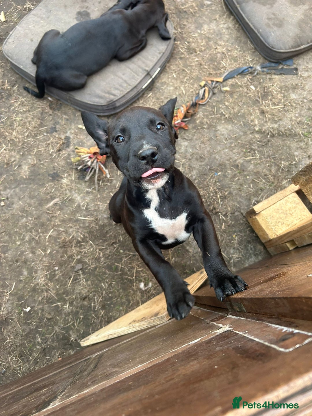 Mixed Breed dogs for sale: Stunning litter of puppies - Image 9