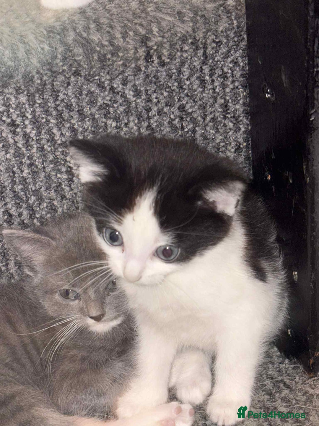 Mixed Breed cats for sale: Kittens for sale  - Image 12
