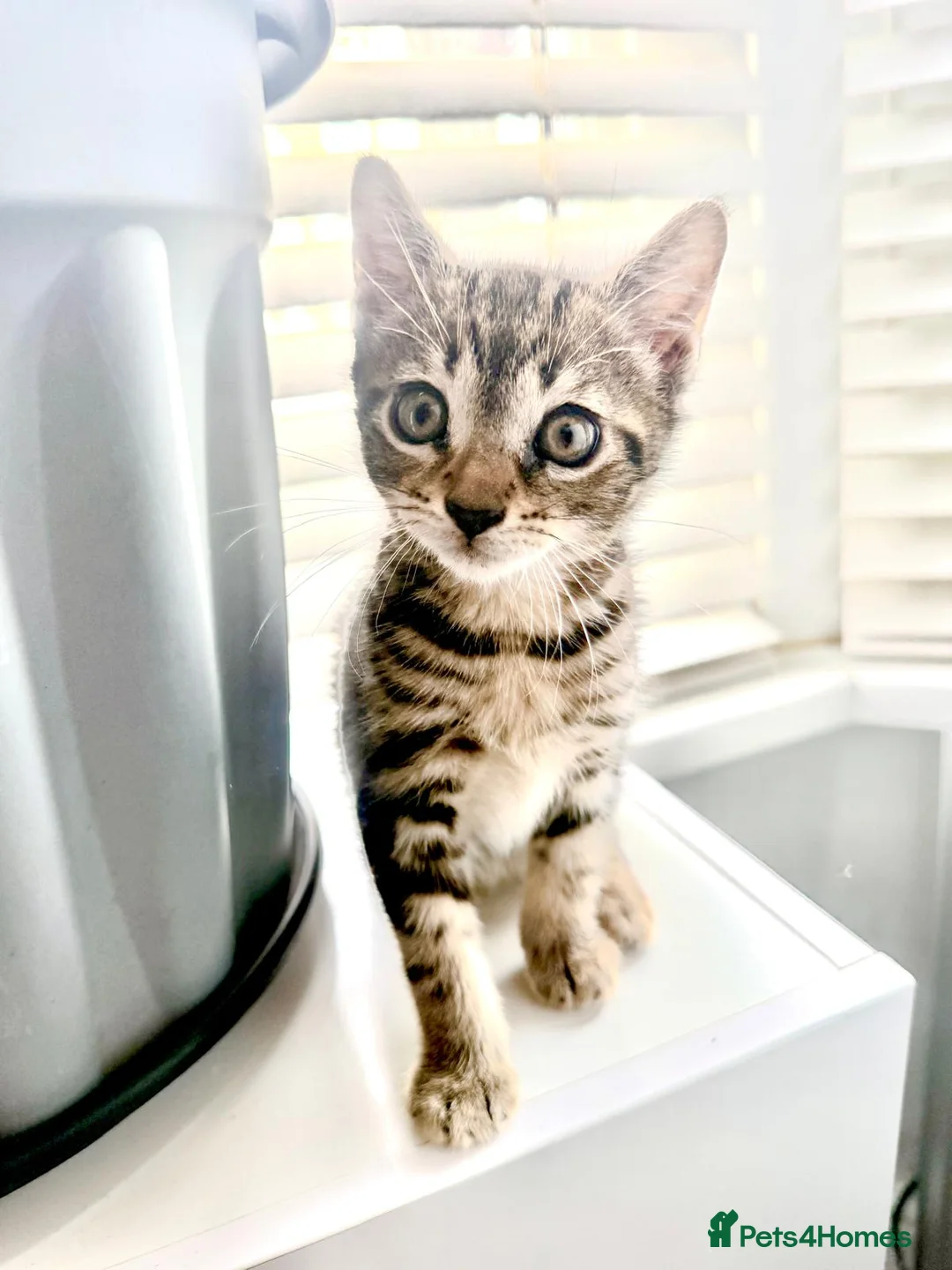 Mixed Breed cats for sale: kittens available  - Advert 9