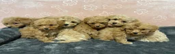 Maltipoo dogs for sale: ❤️Maltipoo F1 Babies💙 - Advert 3
