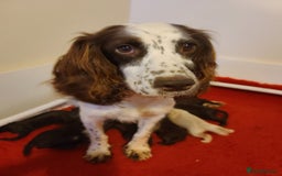 Cockapoo dogs for sale:  Chocolate F1 Cockapoos DNA Tested  - Advert 2