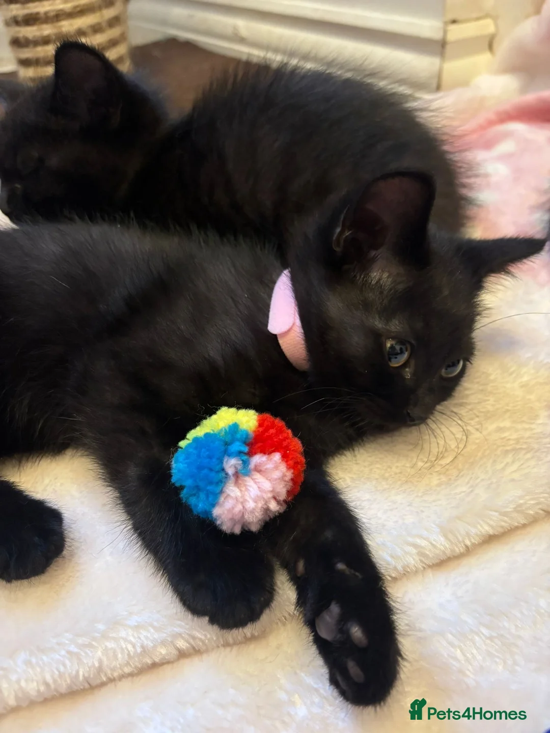 British Shorthair cats for sale: British Shorthair Kittens - Advert 18