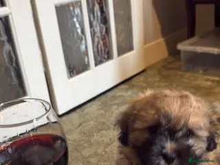 Mixed Breed dogs Four beautiful Peka-tease puppies 🐶 - Advert 16