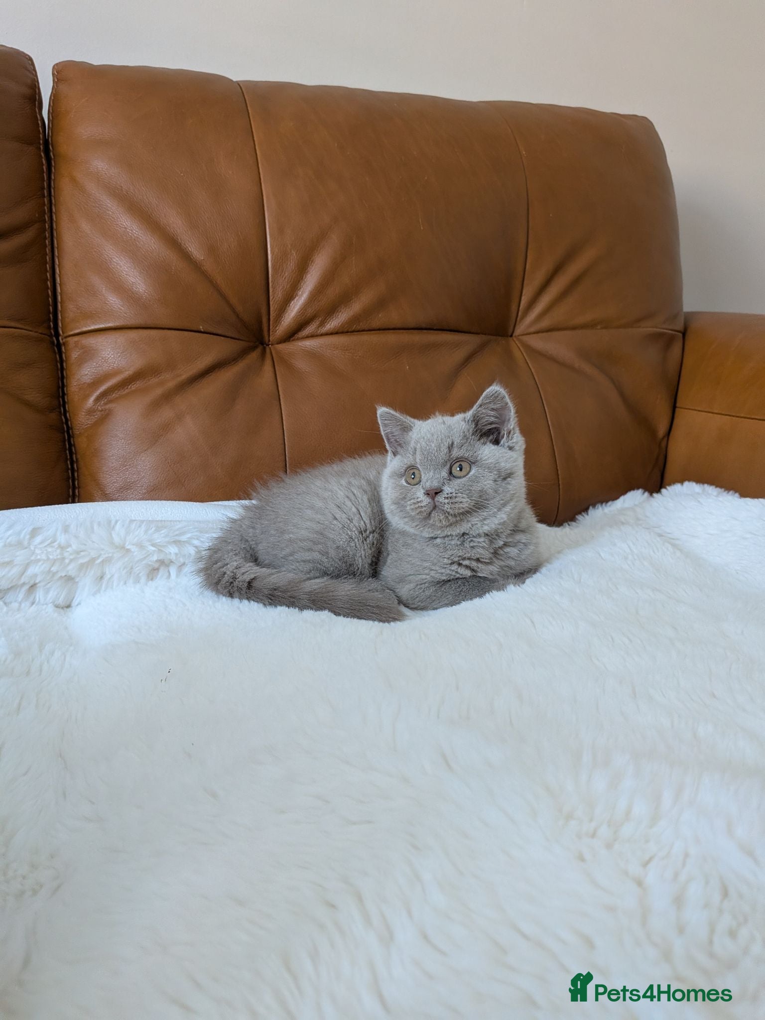 British Shorthair cats GCCF Registered Kittens  - Advert 1