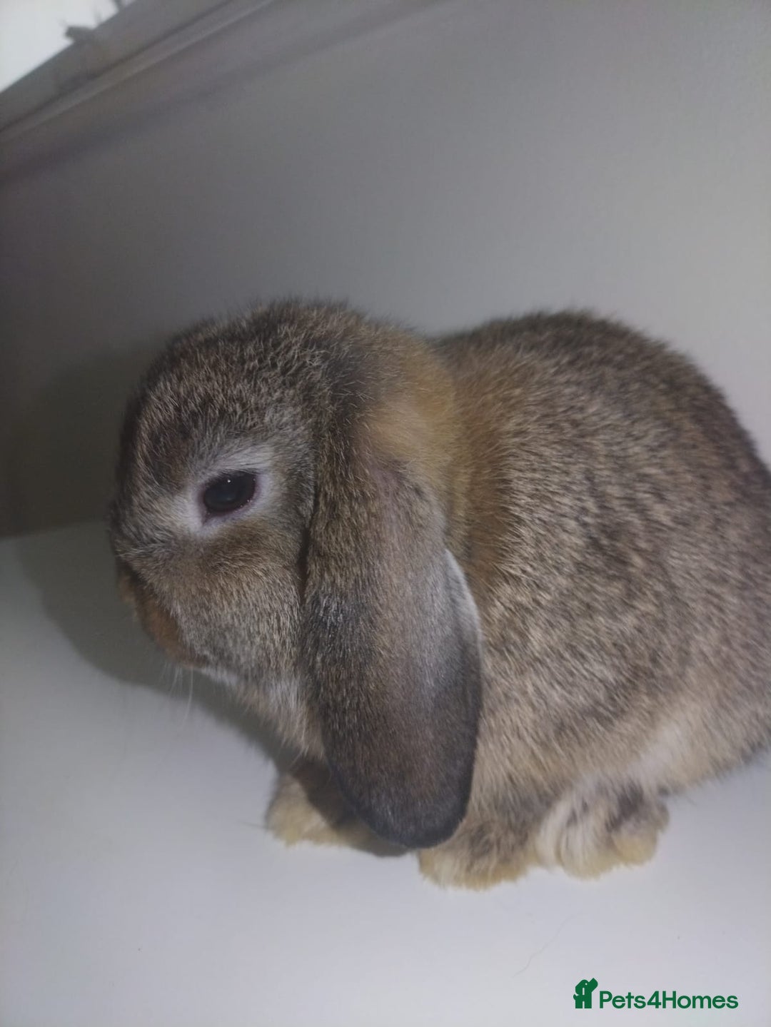 Mini Lop rabbits for sale: Mini lops available  - Advert 35