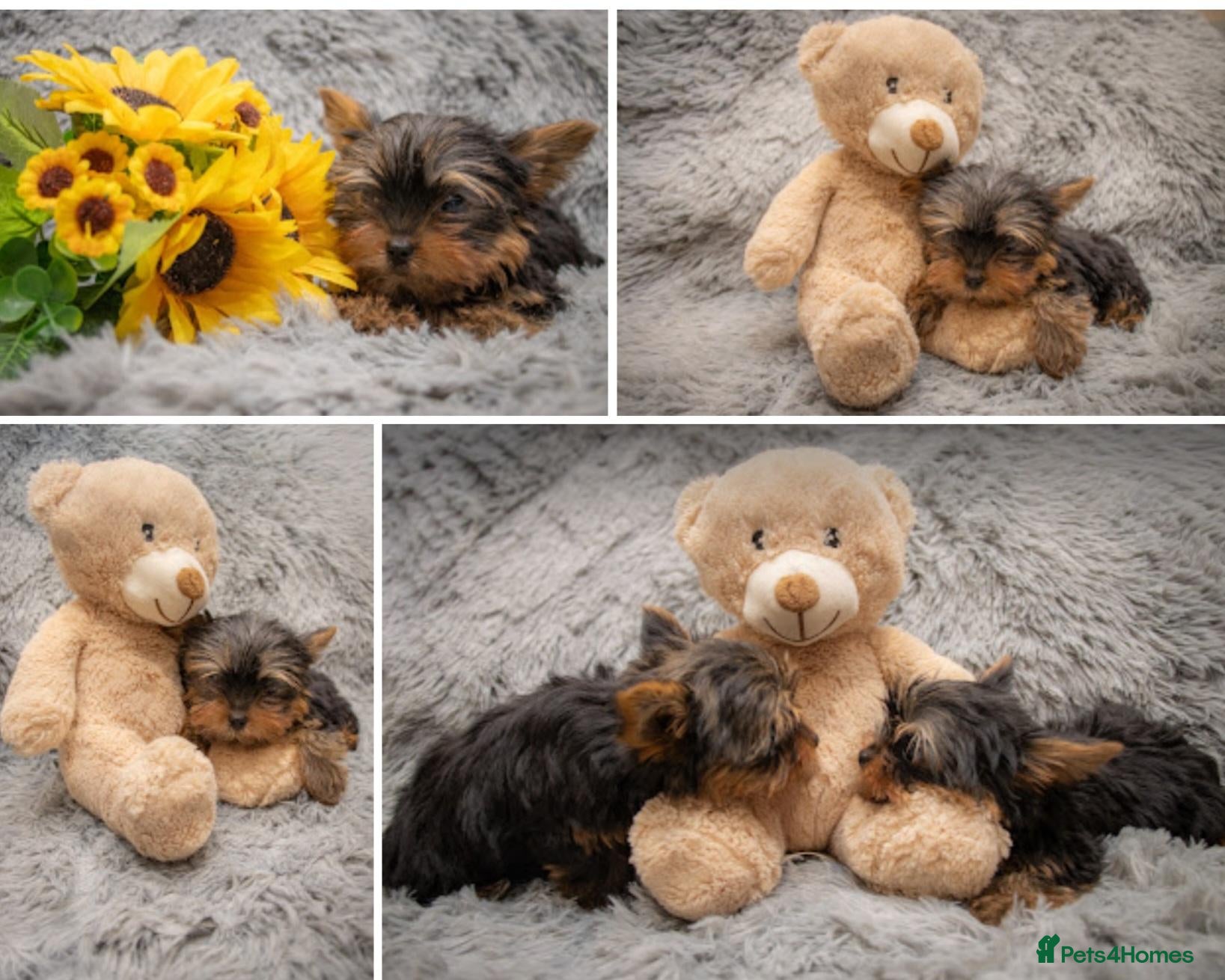 Yorkshire Terrier dogs Two K.C Yorkshire terrier boys champion bloodlines - Advert 1