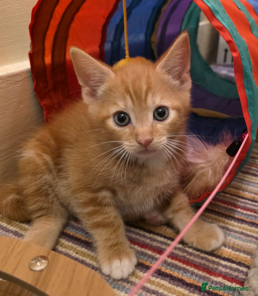 Mixed Breed cats for sale: 5 beautiful kittens for sale - Image 8