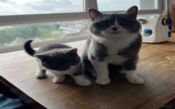 British Shorthair cats for sale: BSH grey/white fluffy female kitten  - Image 3