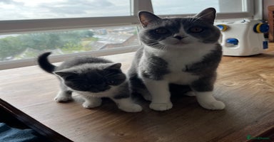 British Shorthair cats - Advert 2