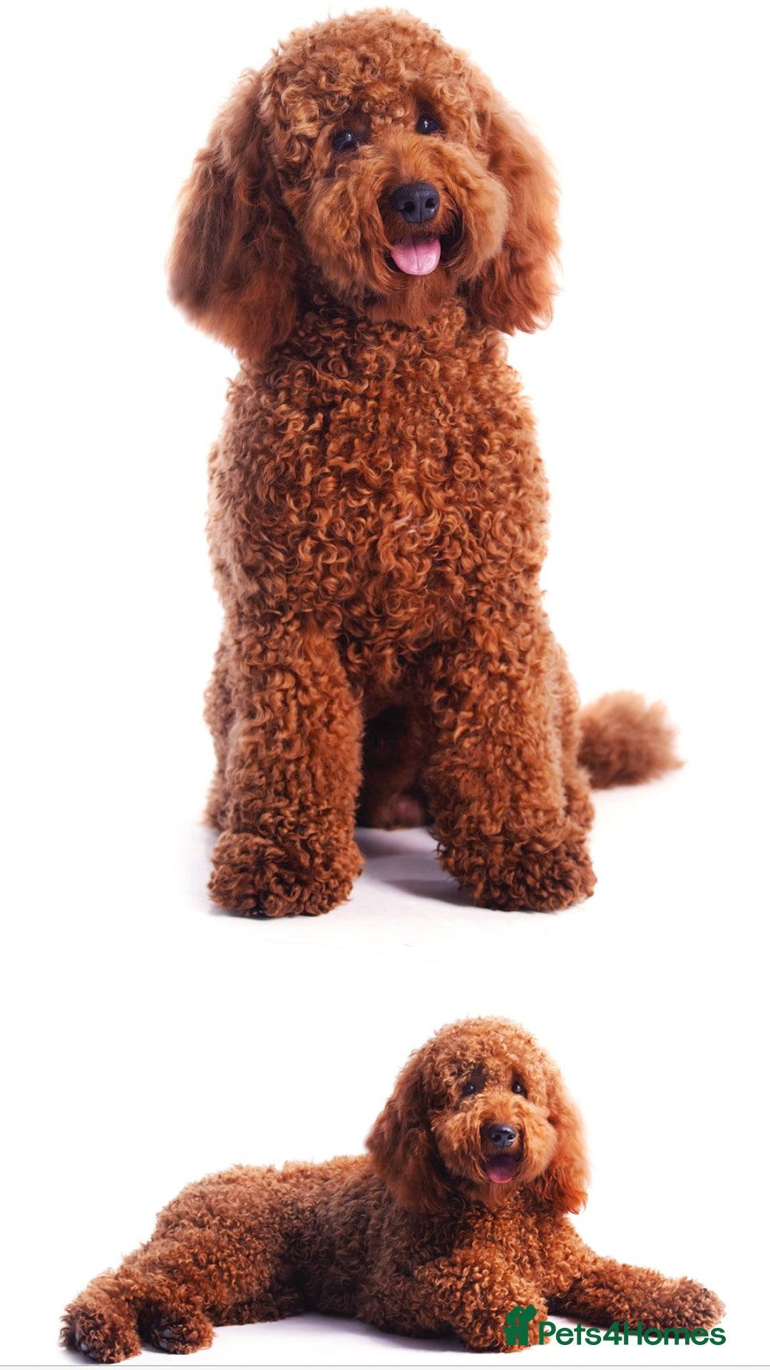 Labradoodle dogs for sale: Stunning red miniature labradoodle puppies - Image 11