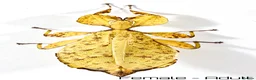 Stick Insects invertebrates for sale: Two mixed colour nymphs Phyllium Leaf insects - Advert 2