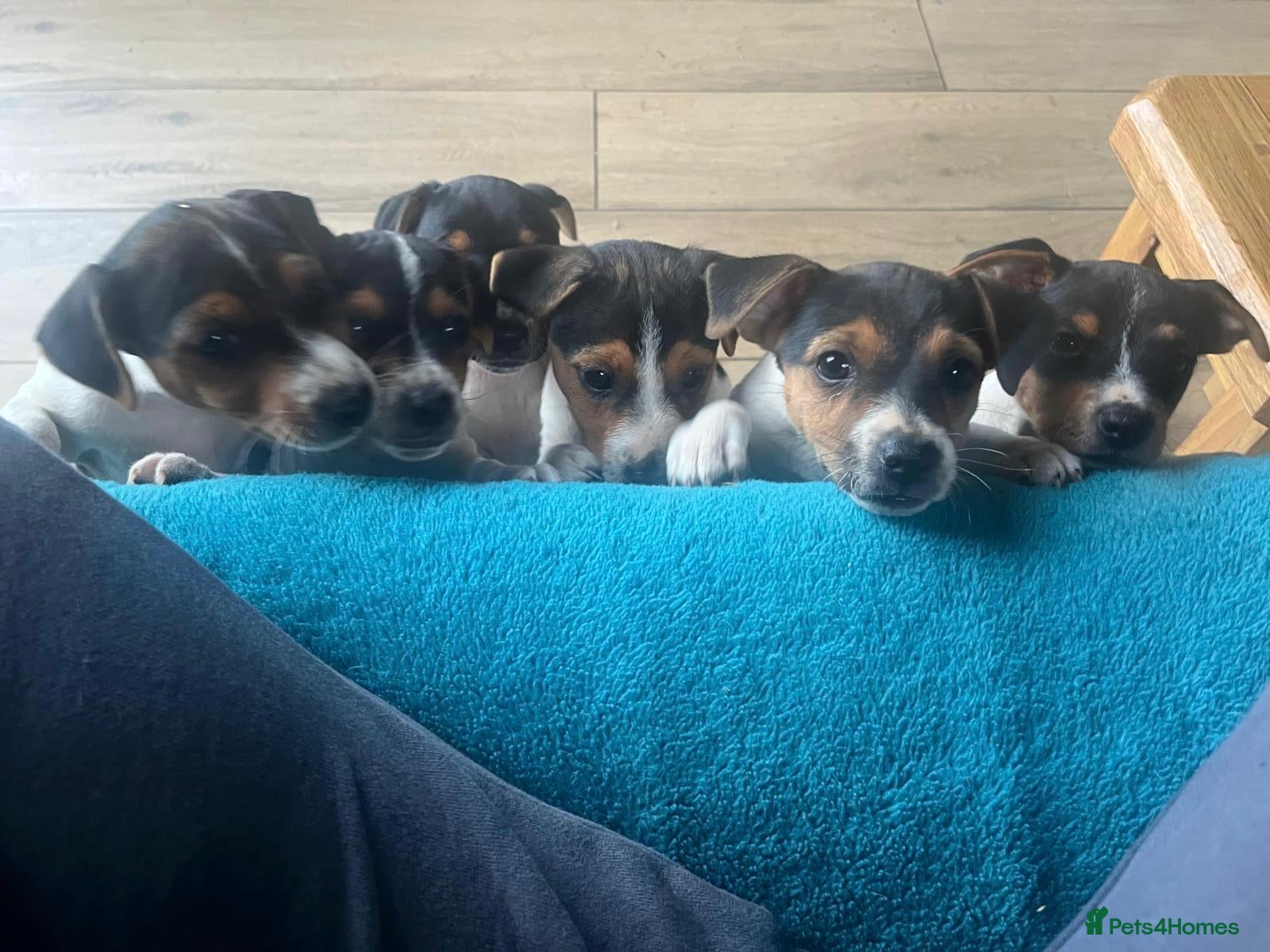 Jack Russell dogs Cracking Jack Russell puppies  - Advert 1