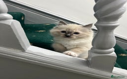 Ragdoll cats for sale: Meet Special joy - Image 10