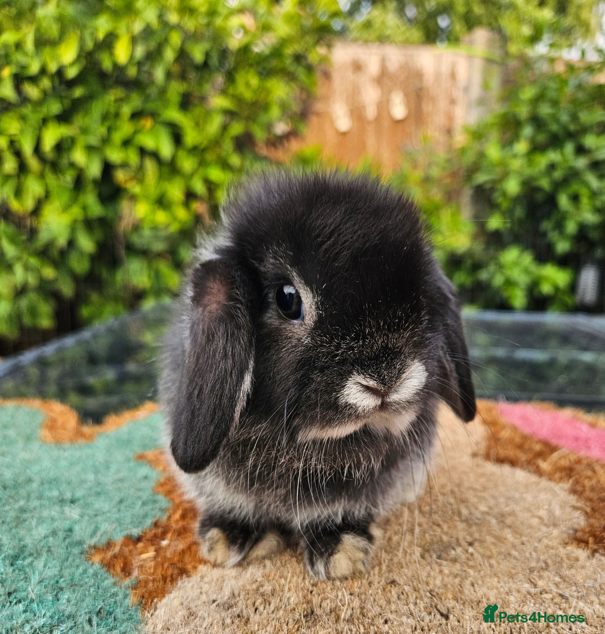 Mini Lop rabbits Baby female mini lop rabbits - Advert 21