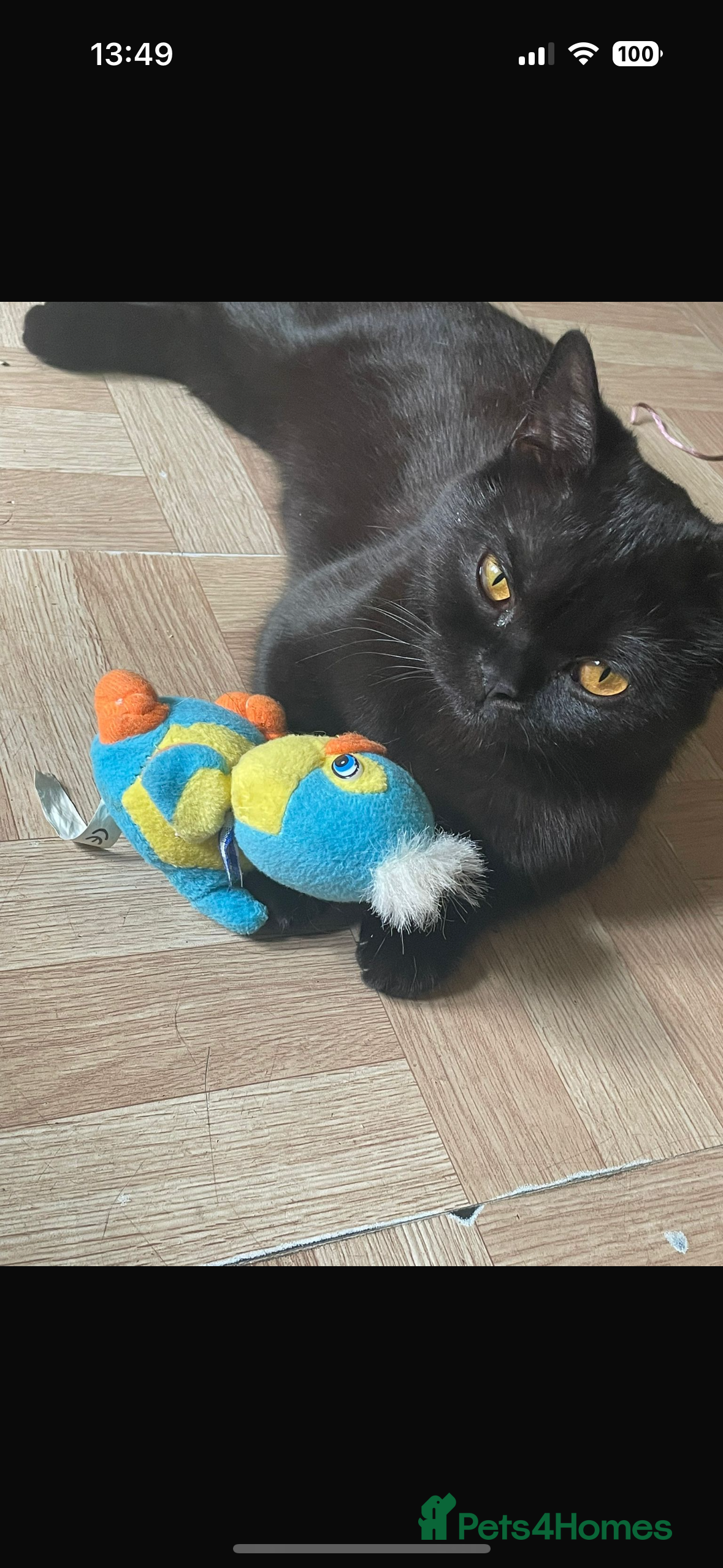 British Shorthair cats Beautiful Black British Shorthair Young Adult Cat - Advert 1