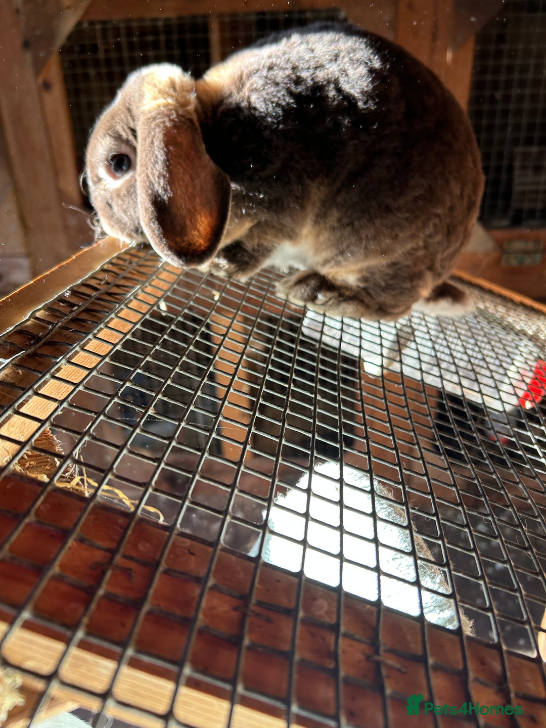 Mini Lop rabbits for sale: Chocolate otter mini plush lop buck - Image 1