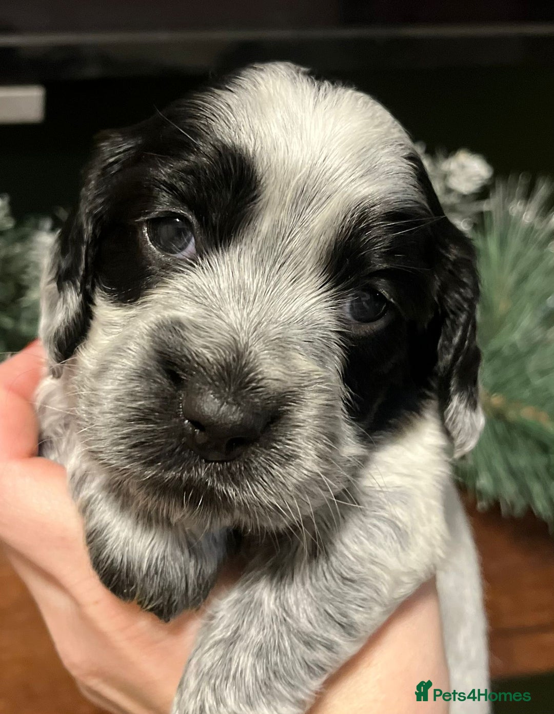 Sprocker dogs for sale: The Best of Both Worlds: Laid-Back & Brainy  - Advert 20