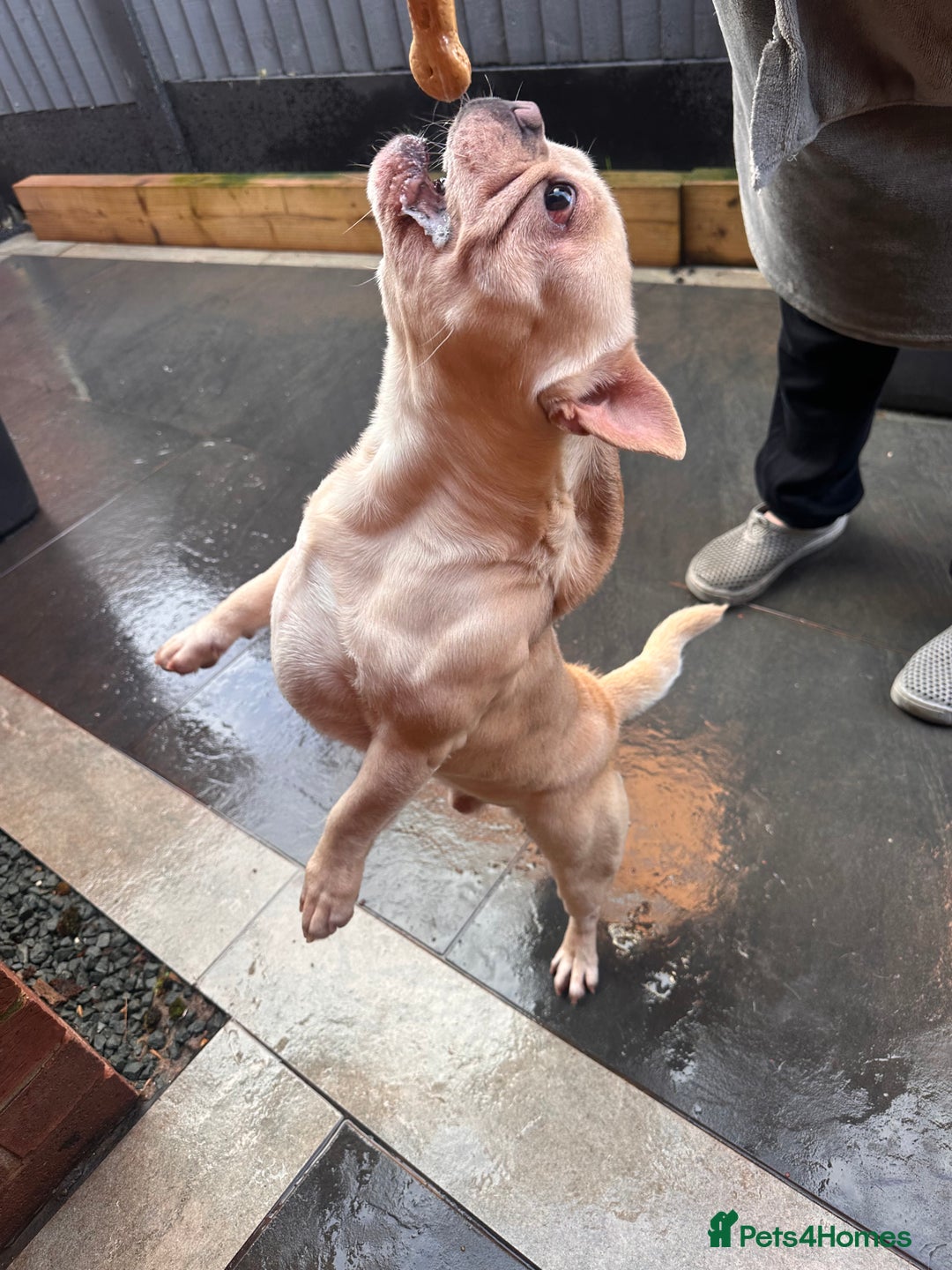 French Bulldog dogs for sale: Both brothers from same litter - Advert 5