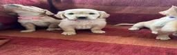 Golden Retriever dogs for sale: Kc registered golden retriever puppies  - Advert 3