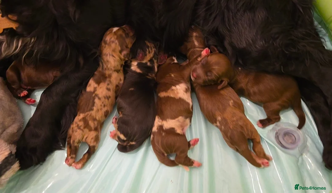 Cocker Spaniel dogs for sale: 🐾 Stunning merle Cocker Spaniels - 3 available🐾  - Advert 6