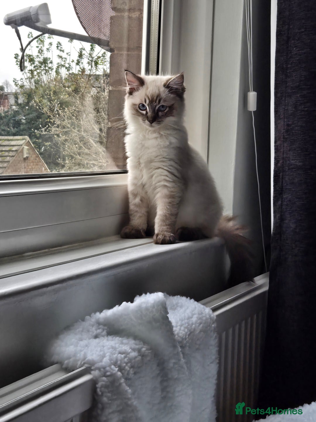 Ragdoll cats for sale: Ragdoll for sale called mocha - Advert 3