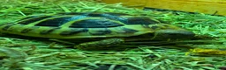 Hermann Tortoise reptiles for sale: Three Hermann’s Tortoises with Complete Setup in Sevenoaks - Advert 5