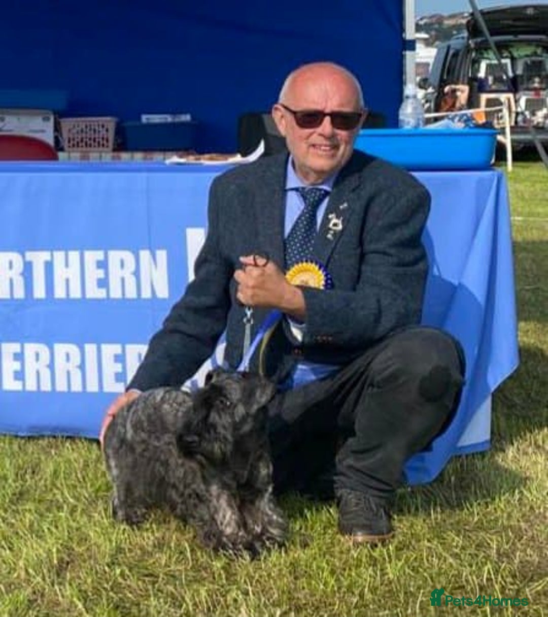 Cesky Terrier dogs for sale: CESKY TERRIER PUPPIES. advance notice - Advert 10