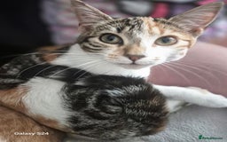 Mixed Breed cats for sale: 3 months old kittens available - Image 1