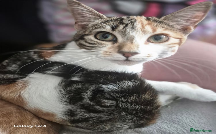 Mixed Breed cats - Advert 3