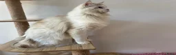 Ragdoll cats for stud: Ragdoll stud - Advert 9