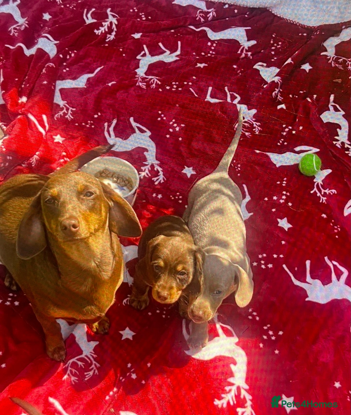 Miniature Dachshund dogs Miniture Dachshund Pups - Advert 10