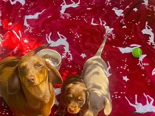 Miniature Dachshund dogs Miniture Dachshund Pups - Advert 10