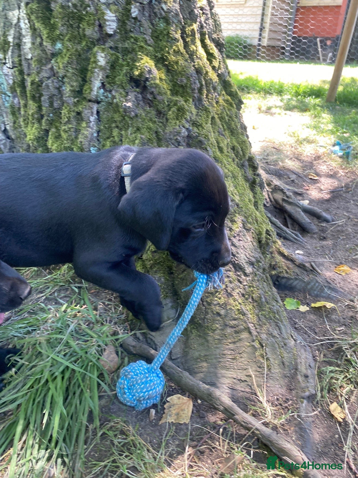 Labrador Retriever dogs Black Labrador puppies KC Reg - working parents - Advert 2
