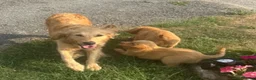Golden Retriever dogs for sale: KC Healthy Golden Retriever Puppies - Advert 29