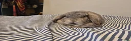 Mini Lop rabbits for sale: Rabbit Rehome in Glastonbury - Advert 1