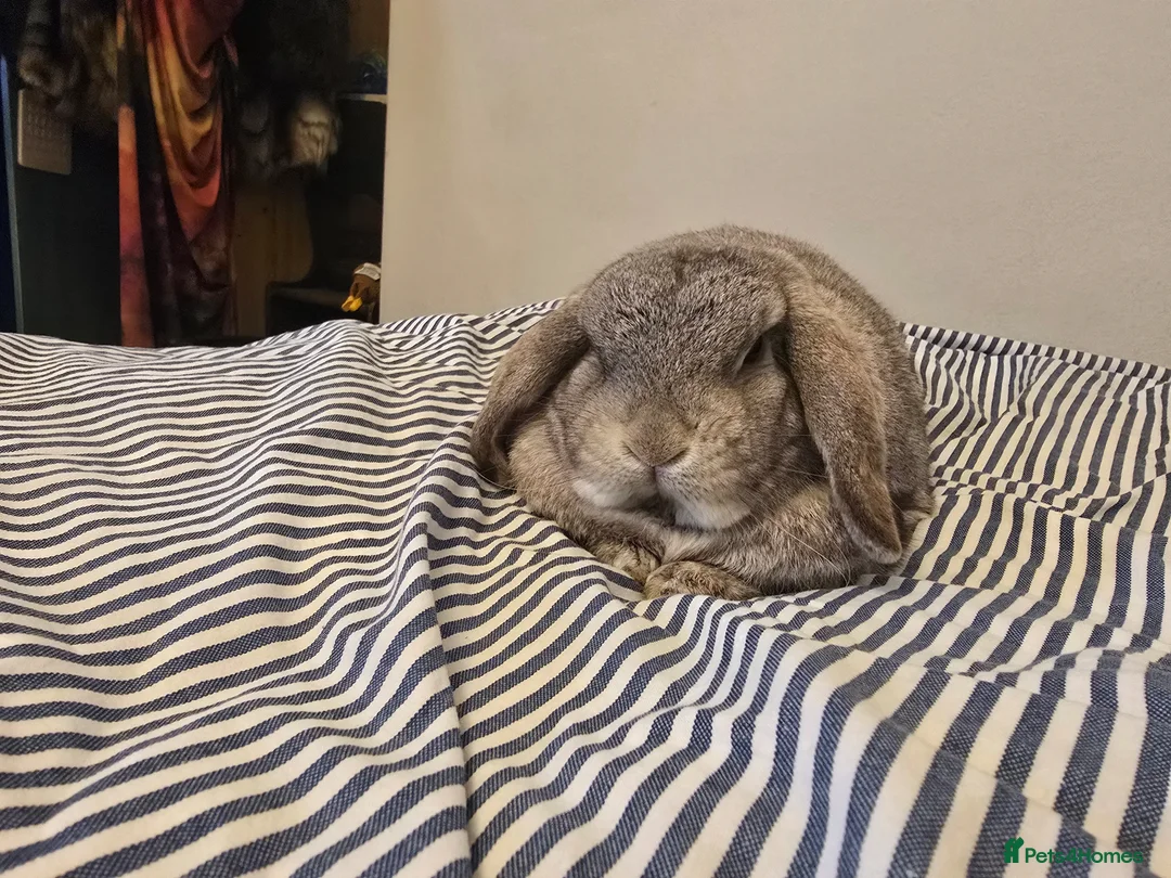 Mini Lop rabbits for sale: Rabbit Rehome in Glastonbury - Advert 1