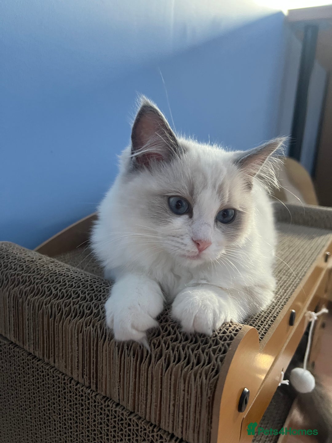 Ragdoll cats for sale: Ragdoll Kittens Championship DNA tested GCCF reg - Image 5