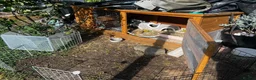 Guinea Pig rodents for sale: Guinea pigs with enclosure - Advert 3