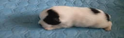 Pomeranian dogs for sale: pomeranian puppies  forsale - Advert 11