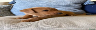 Labrador Retriever 6
