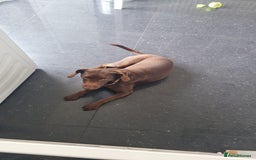 Patterjack dogs for sale: Meet Shelby, currently living in Rochdale - Image 1