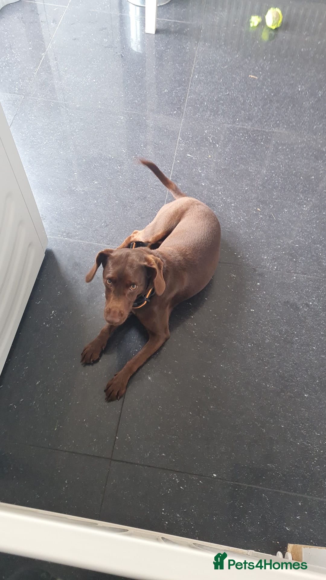 Patterjack dogs for sale: Meet Shelby, currently living in Rochdale - Image 1